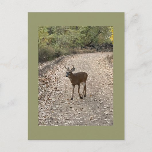 Hirsche Foto Postkarte (Vorderseite)