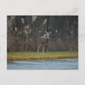 Hirsche Foto Postkarte (Vorderseite)