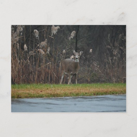 Hirsche Foto Postkarte (Vorderseite)