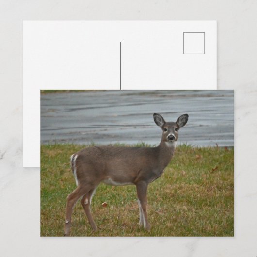 Hirsche Foto Postkarte (Vorne/Hinten)