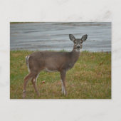 Hirsche Foto Postkarte (Vorderseite)