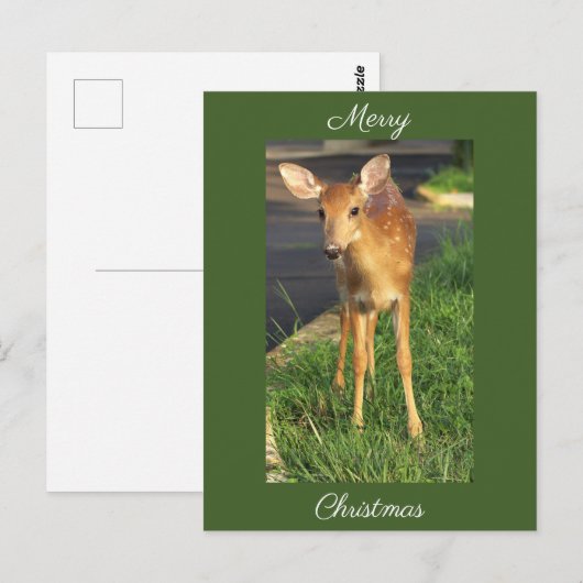 Hirsche Foto Weihnachtskarte Postkarte (Vorne/Hinten)