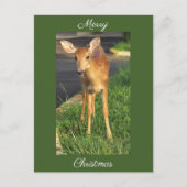Hirsche Foto Weihnachtskarte Postkarte (Vorderseite)
