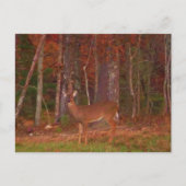 Hirsche, Grüngrasrot und Gold-Blätter Postkarte (Vorderseite)