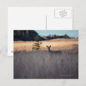 Hirsche im Feld des großen Grases Postkarte (Vorne/Hinten)