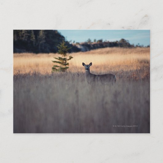Hirsche im Feld des großen Grases Postkarte (Vorderseite)