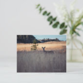 Hirsche im Feld des großen Grases Postkarte (Stehend Vorderseite)