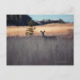 Hirsche im Feld des großen Grases Postkarte