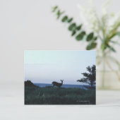 Hirsche im Feld nach Ozean Postkarte (Stehend Vorderseite)