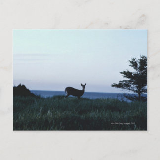 Hirsche im Feld nach Ozean Postkarte