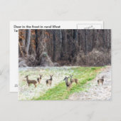 Hirsche im Frostposter Postkarte (Vorne/Hinten)