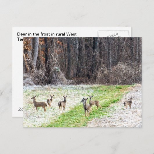 Hirsche im Frostposter Postkarte (Vorne/Hinten)