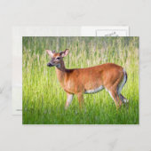 Hirsche im großen Gras Postkarte (Vorne/Hinten)