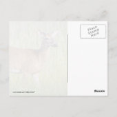 Hirsche im großen Gras Postkarte (Rückseite)