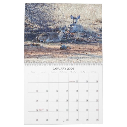 Hirsche im Kalender der wilden Fotografie (Jan 2026)