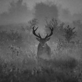Hirsche im Nebel Rundes Kissen