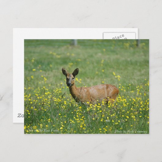 Hirsche im neuen Wald Postkarte (Vorne/Hinten)