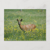 Hirsche im neuen Wald Postkarte (Vorderseite)