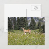 Hirsche im Paradise Park Postkarte (Vorne/Hinten)