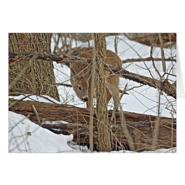 Hirsche im Schnee (Vorderseite (Horizontal))