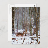 Hirsche im Schnee fallen Postkarte (Vorne/Hinten)