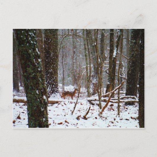 Hirsche im Schnee fallen Postkarte (Vorderseite)