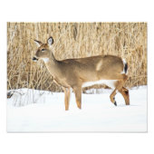 Hirsche im Schnee Fotodruck (Vorne)