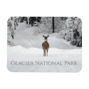 Hirsche im Schnee, Glacier National Park Magnet