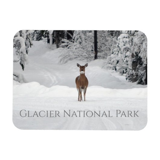 Hirsche im Schnee, Glacier National Park Magnet (Horizontal)