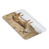 Hirsche im Schnee Magnet (Rechte Seite)