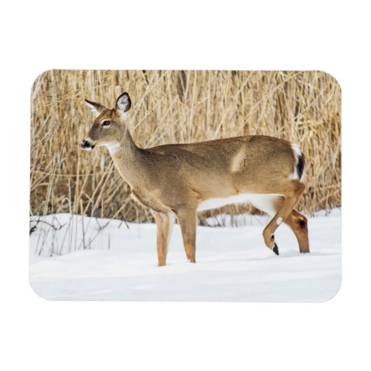 Hirsche im Schnee Magnet (Horizontal)