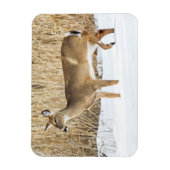 Hirsche im Schnee Magnet (Vertikal)