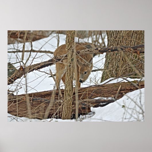 Hirsche im Schnee Poster (Vorne)