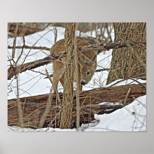 Hirsche im Schnee Poster (Vorne)