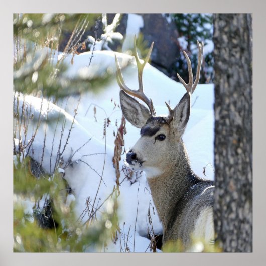 Hirsche im Schnee Poster (Vorne)