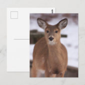 Hirsche im Schnee Postkarte (Vorne/Hinten)