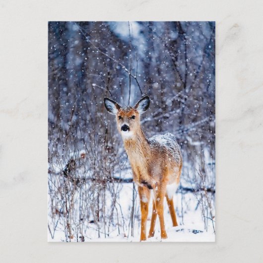 Hirsche im Schnee, Postkarte (Vorderseite)