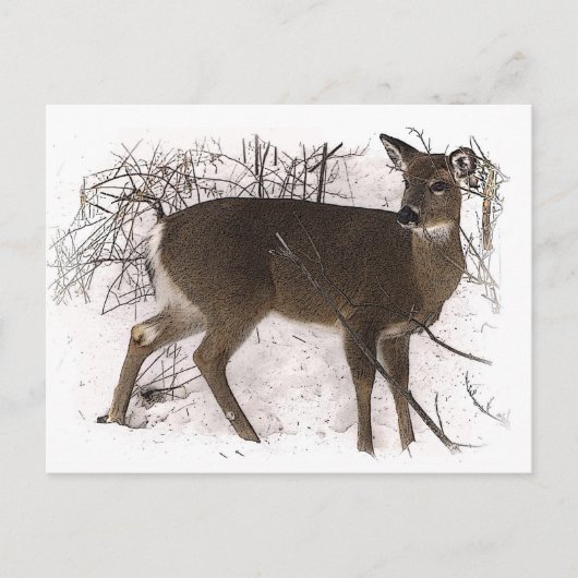 Hirsche im Schnee Postkarte (Vorderseite)