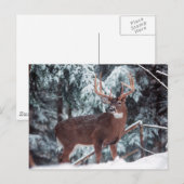 Hirsche im Schnee Postkarte (Vorne/Hinten)