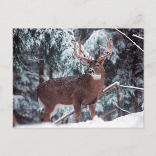 Hirsche im Schnee Postkarte (Vorderseite)