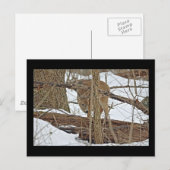 Hirsche im Schnee Postkarte (Vorne/Hinten)