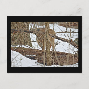 Hirsche im Schnee Postkarte