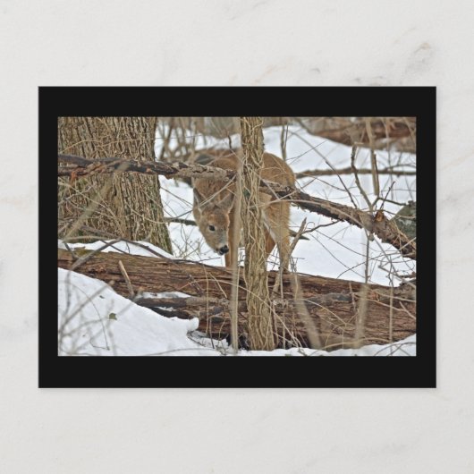 Hirsche im Schnee Postkarte (Vorderseite)