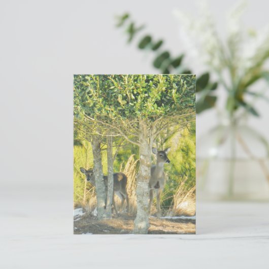 Hirsche im Schnee Postkarte (Stehend Vorderseite)