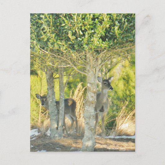 Hirsche im Schnee Postkarte (Vorderseite)