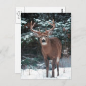 Hirsche im Schnee Postkarte (Vorne/Hinten)