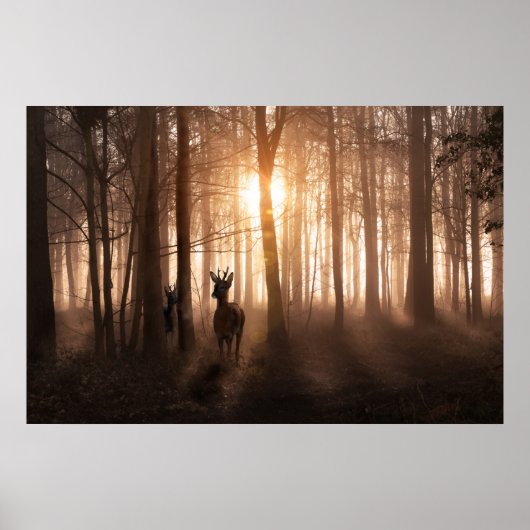 Hirsche im Wald bei Sonnenaufgang in Norfolk Engla Poster (Vorne)