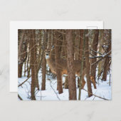 Hirsche im Wald im Winter Postkarte (Vorne/Hinten)
