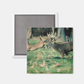 Hirsche im Wald Magnet (Vorderseite/Rückseite)