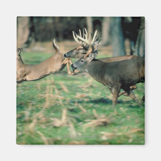 Hirsche im Wald Magnet (Vorne)